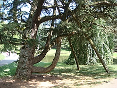 017 Longwood Gardens [2008 August 23]